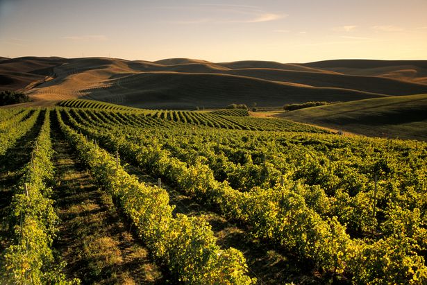 Rows of wine grapes at Spring Valley Vineyard, with rolling hills and wheat fields in the distance