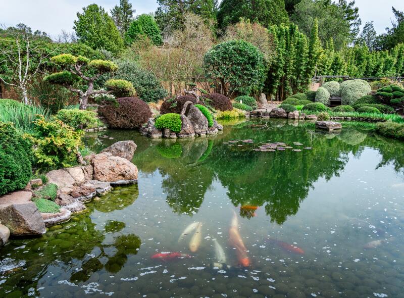 FREESTONE, CA -- MARCH 29, 2025: A Koi pond at Kyoto-style Meditation Garden. Wellness Editor Alyssa Bereznak in an enzyme cedar bath at the Osmosis Day Spa in Freestone, California on Saturday, March 29, 2025. (Andri Tambunan / For The Times)