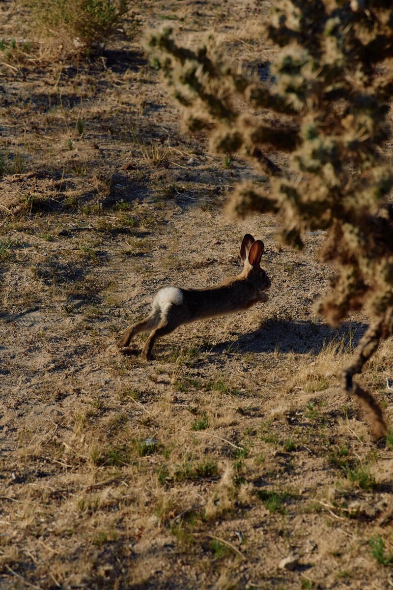 A rabbit hops away at the Mojave Sands Motel in Joshua Tree.