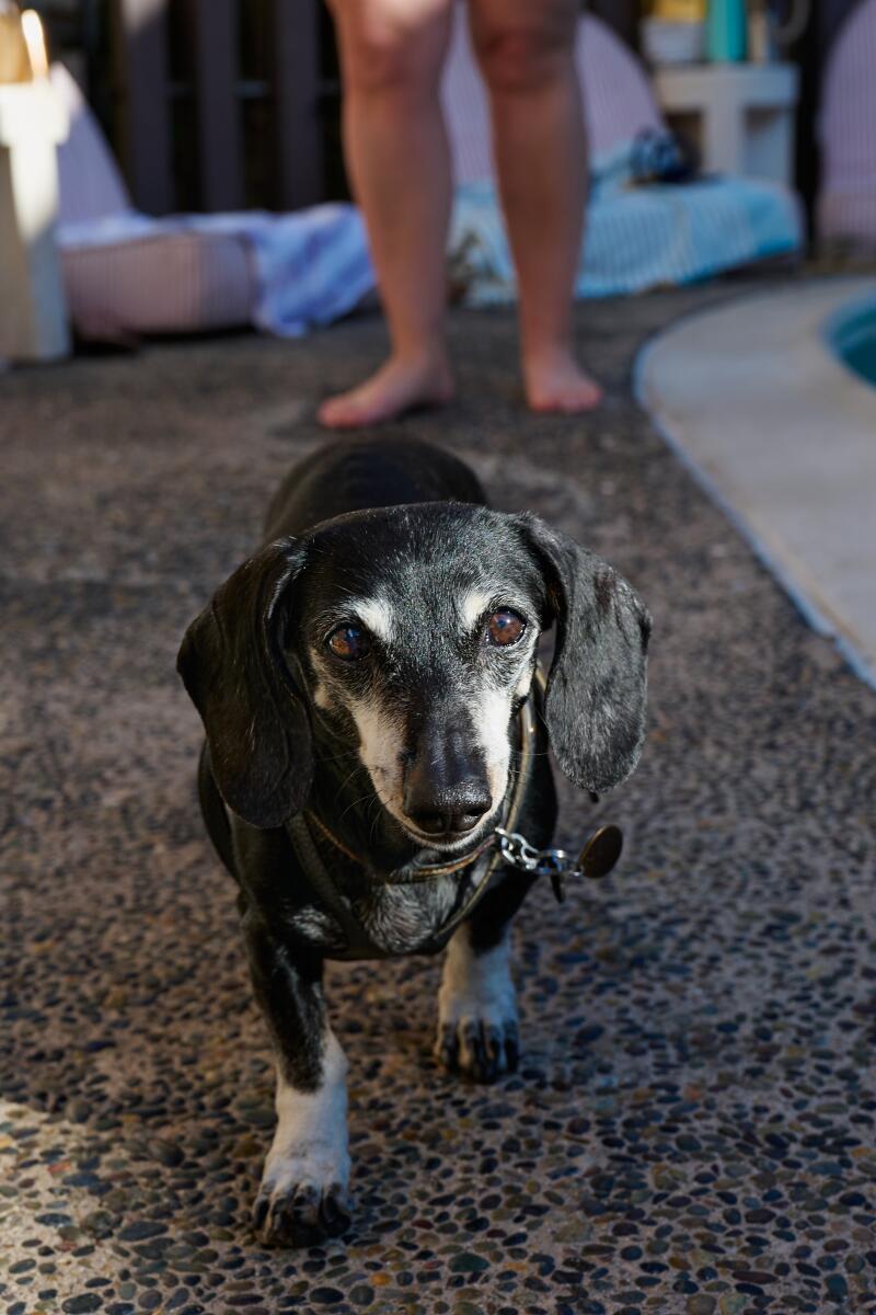 A guest's dog wanders near the pool area of the Pearl in San Diego.