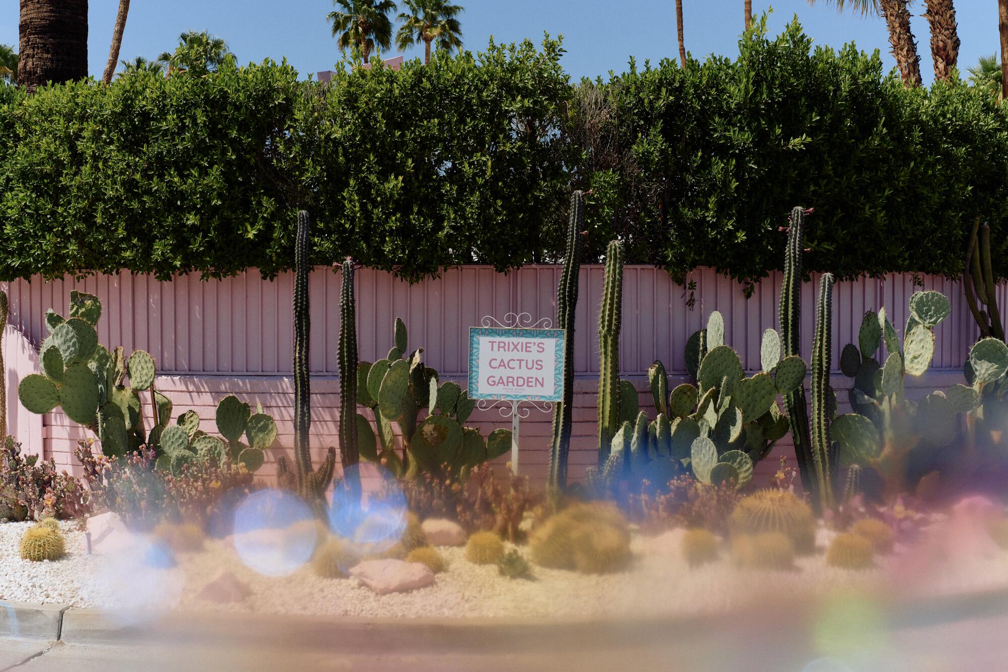 The cactus garden at the Trixie Motel.