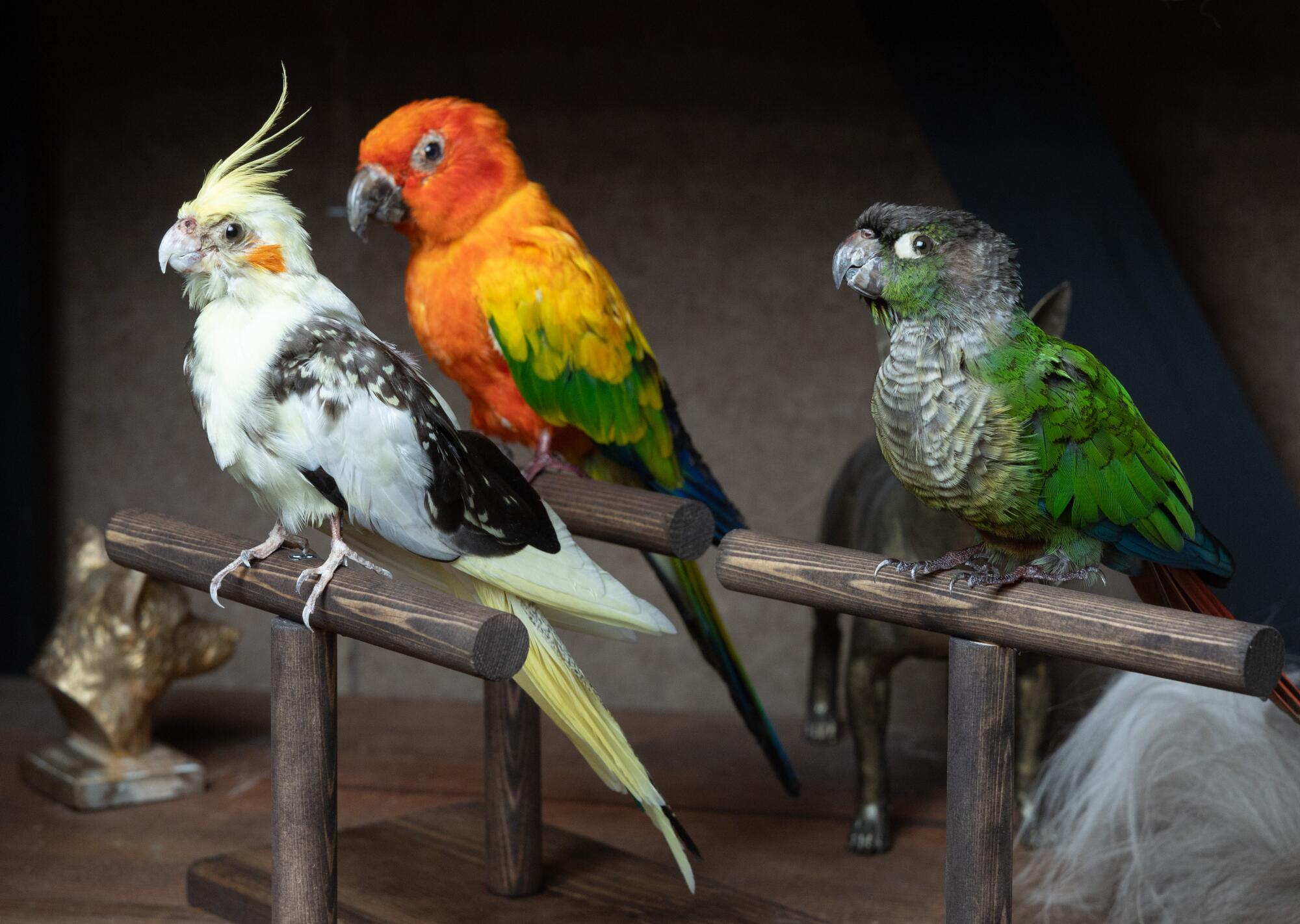 Three preserved pet birds