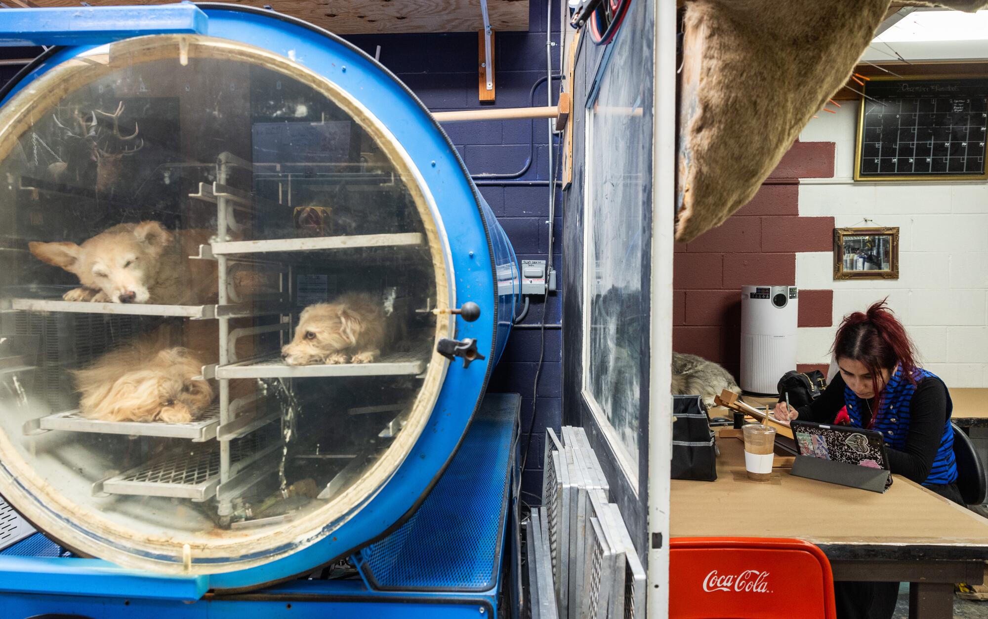 A multi-level freeze-dryer for preserving pets.
