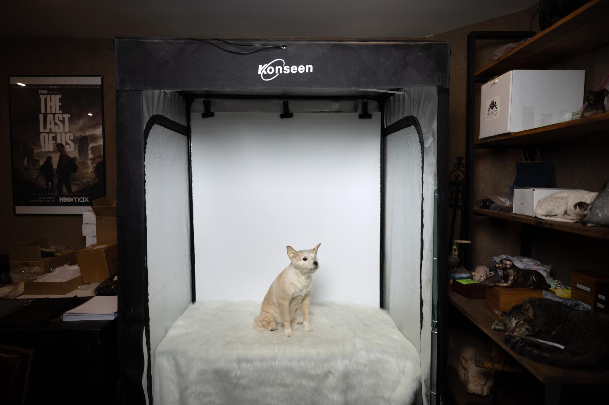 A photo booth is set up in Bischoff's warehouse, where images of the completed pets are taken.