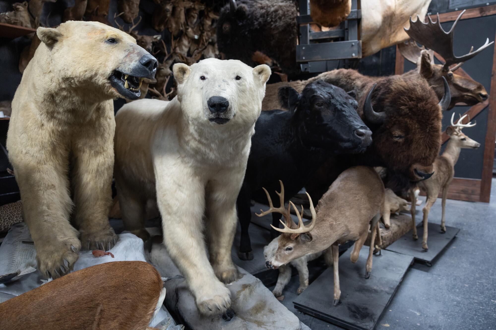 Two taxidermied polar bears on display.