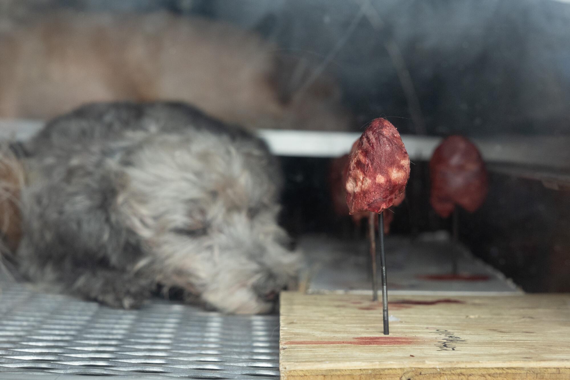Pets and pet hearts sit in a freeze-dryer at Bischoff’s.