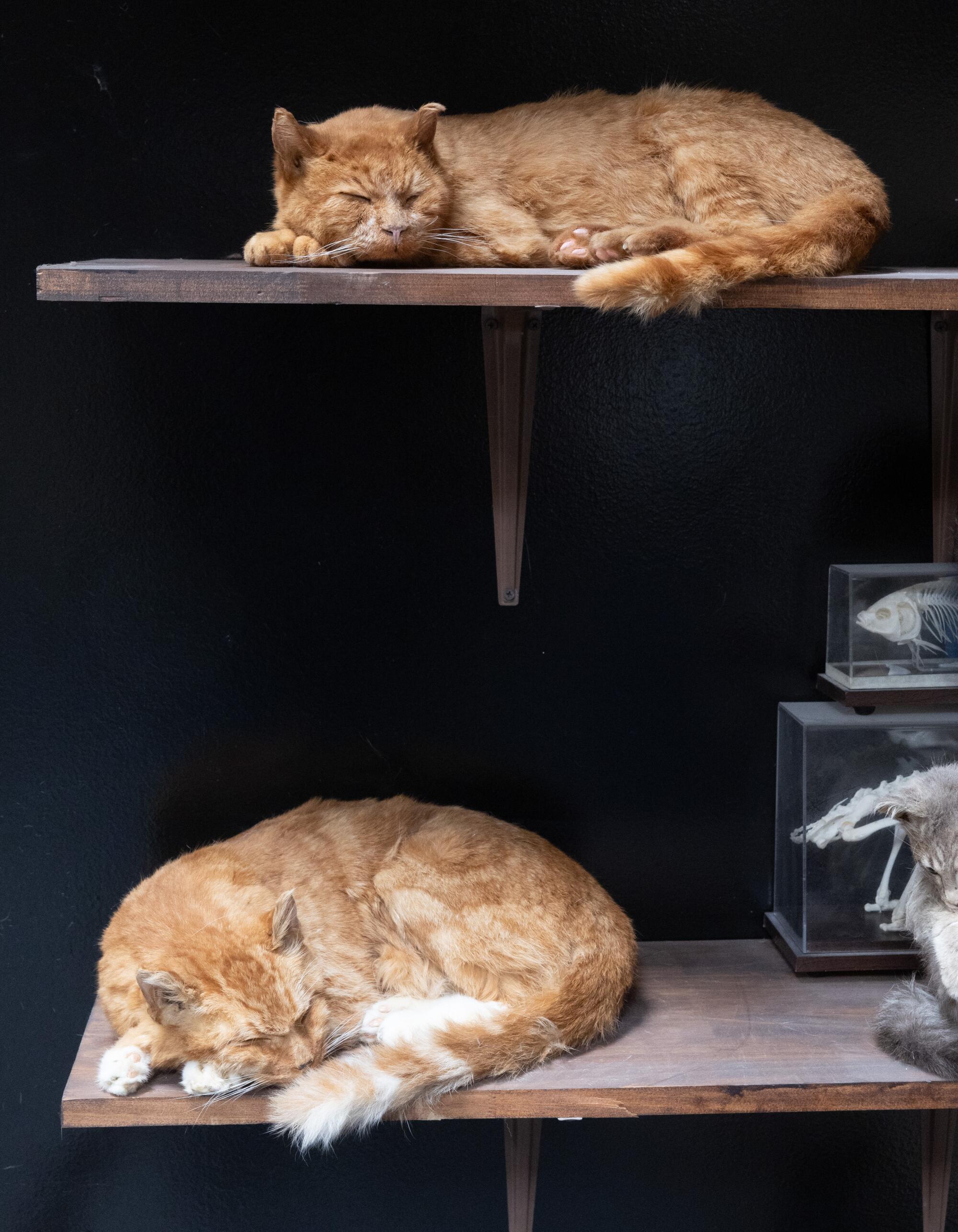 Two preserved calico cats look like they are resting.