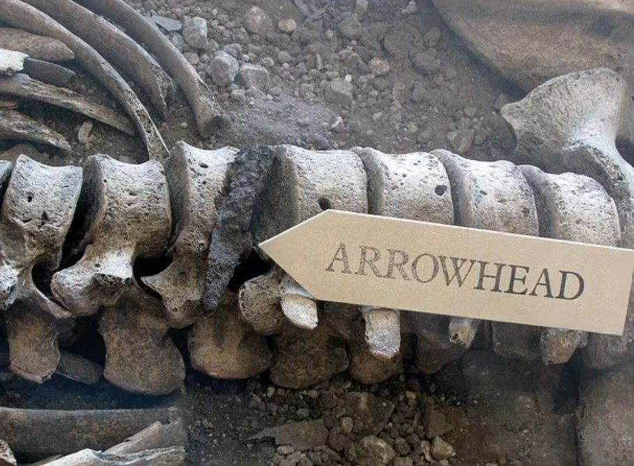 Arrowhead embedded in spine.