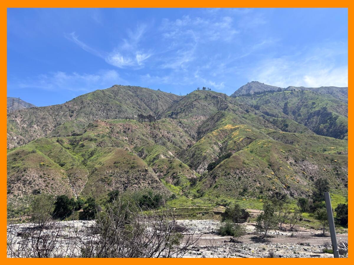 The burned hillsides around Eaton Canyon in the San Gabriel Mountains.
