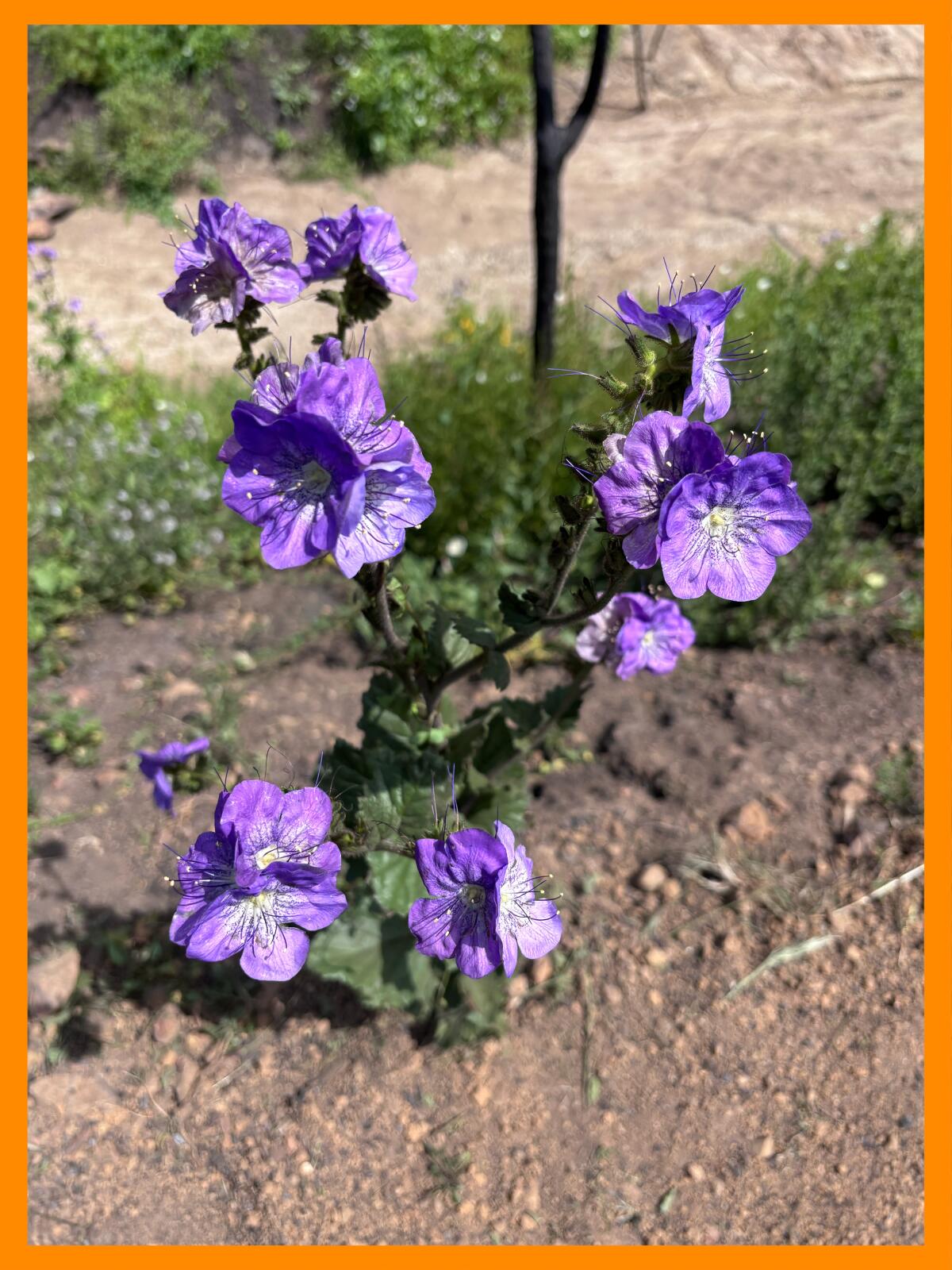 Several phacelia grandiflora plants are growing along a burned section of the Garapito Trail.