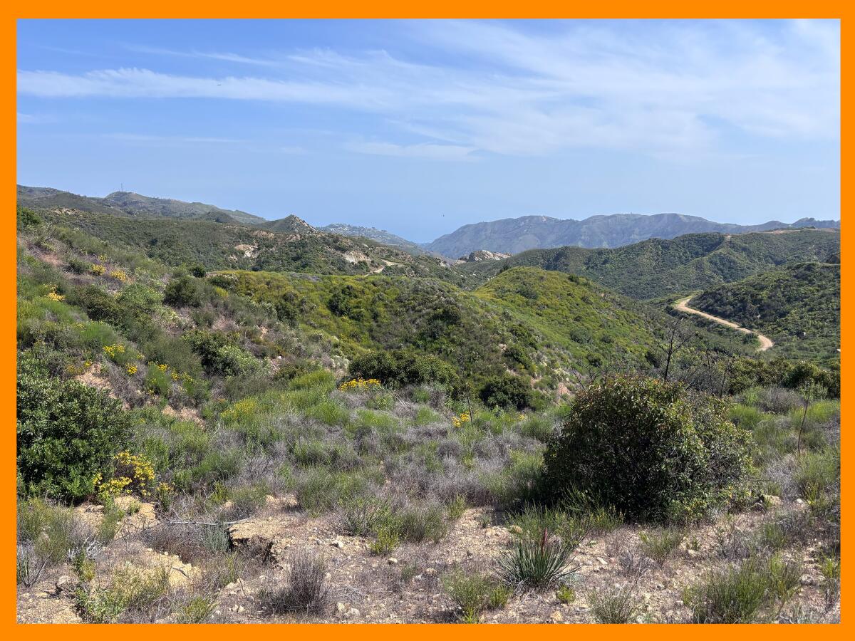 An area of Topanga State Park near Eagle Springs Fire Road that did not burn in the recent Palisades fire.