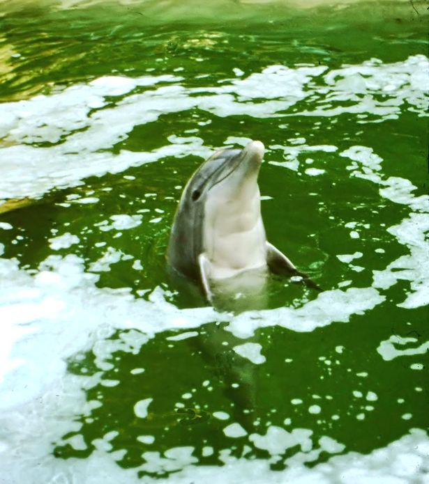 Poor water quality can quickly lead to health problems for captive dolphins