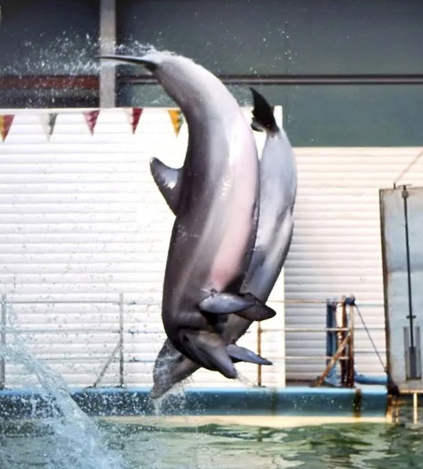 Duchess and Herb'e were two of David's most special dolphins, and could perform the 'shadow ballet' in perfect unison