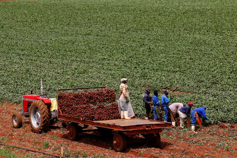 Farm workers in South Africa
