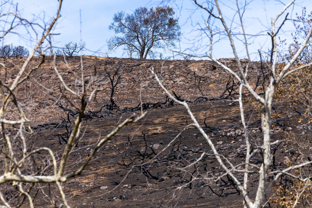 A burned hillside above the Getty Villa where the Palisades fire burned around the educational center and art museum.
