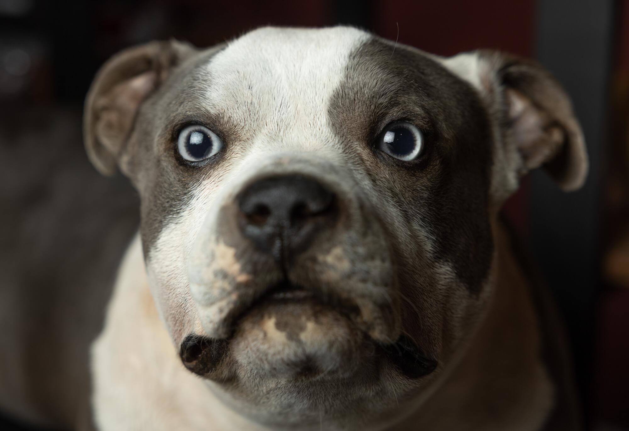 Eyes, such as those shown here on Messy the pit bull, are made of glass and closely match the animal’s original colors.