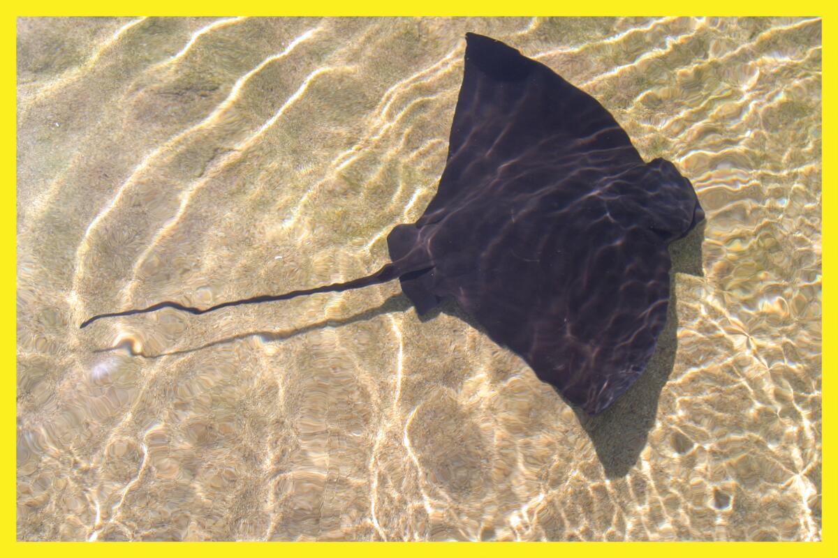 A bat ray in the water.