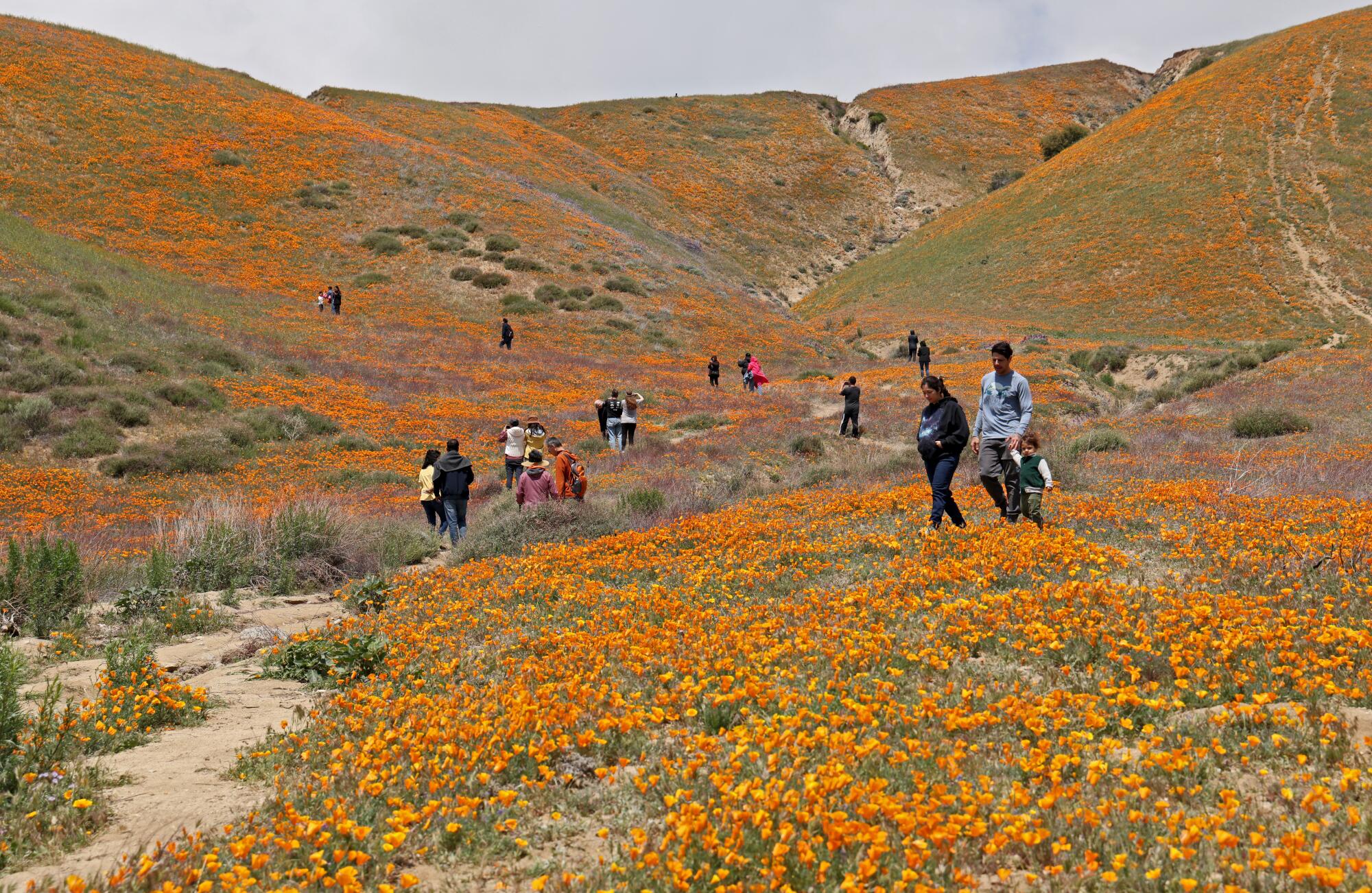 Nature enthusiasts walked amongst the colorful native flowers growing wild at Elizabeth Lake Rd. and Munz Ranch Road.
