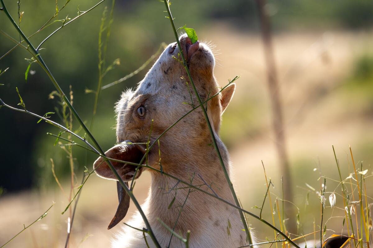 A billy goat munches on a tall, slender stalk of invasive black mustard at the top of Kite Hill.