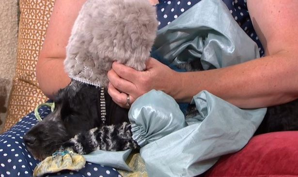 Greenwich's annual dog show added a new category this year, Best Bridgerton Lookalike
