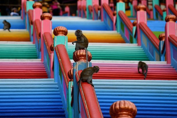 Monkeys on the steps