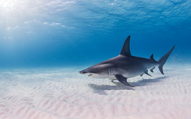 hammerhead shark