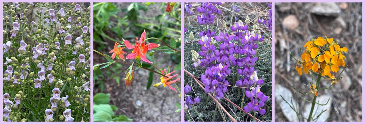 Grinnell's beardtongue, red columbine, grape soda lupine and sanddune wallflower on the Burkhart Trail.