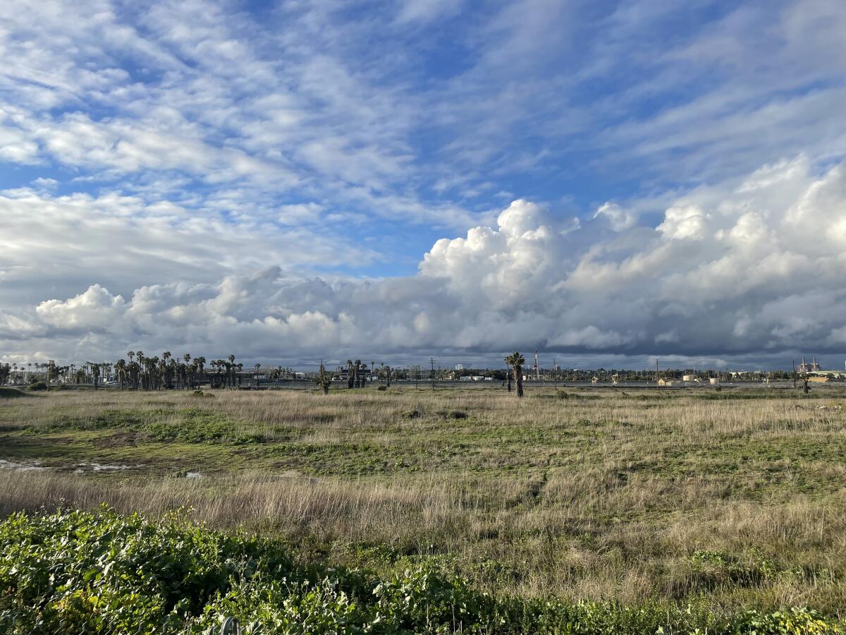 Grassy wetland field in the southern Los Cerritos Wetlands.