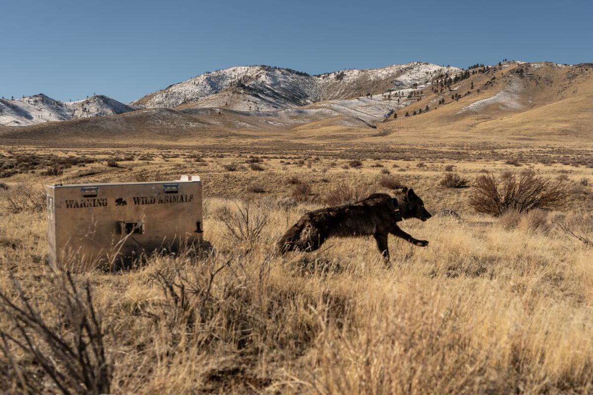 A wolf from the Beyem Seyo pack is released in a valley field.