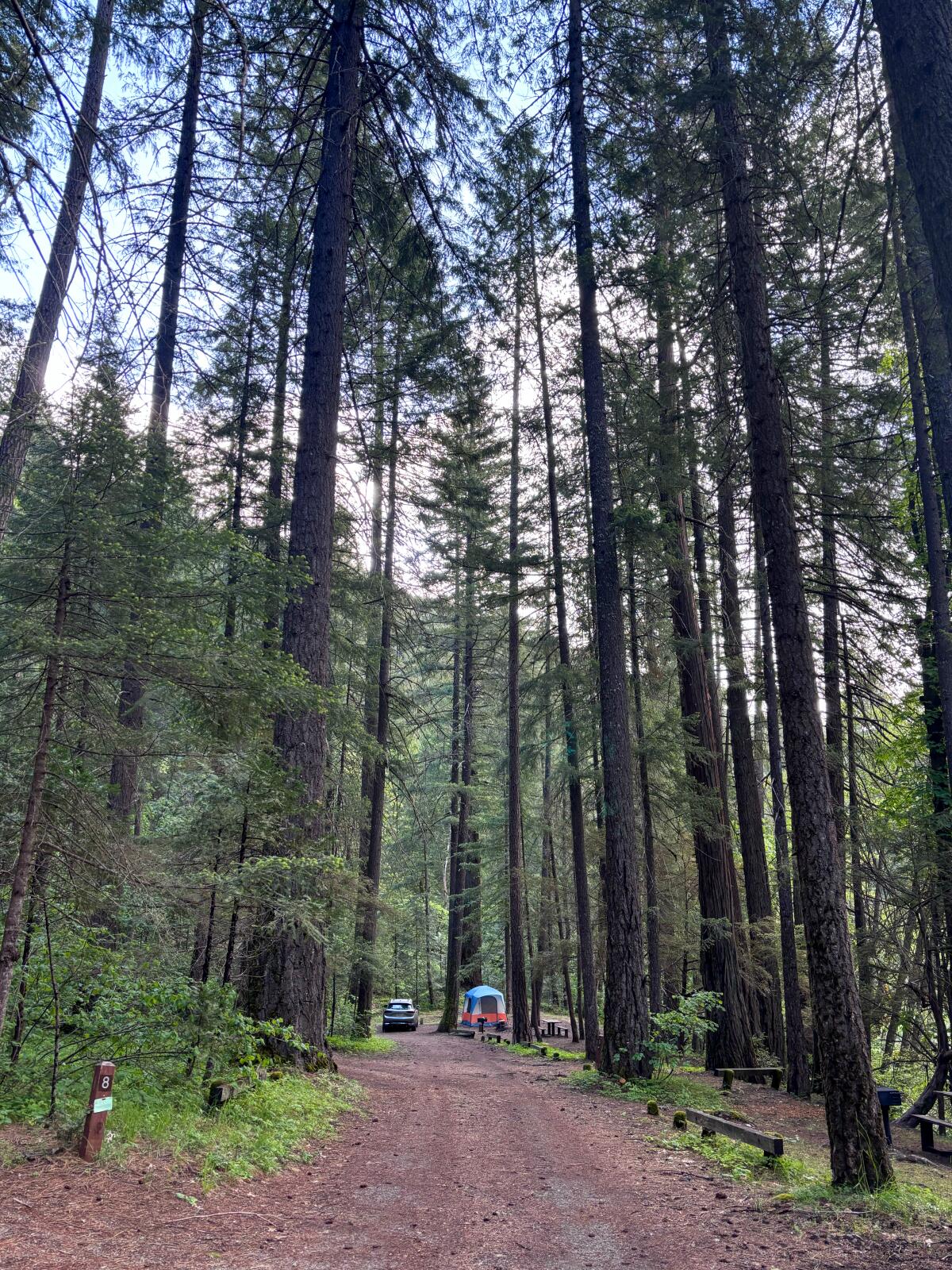 A dirt road with tall trees on each side leading to couple of tents.