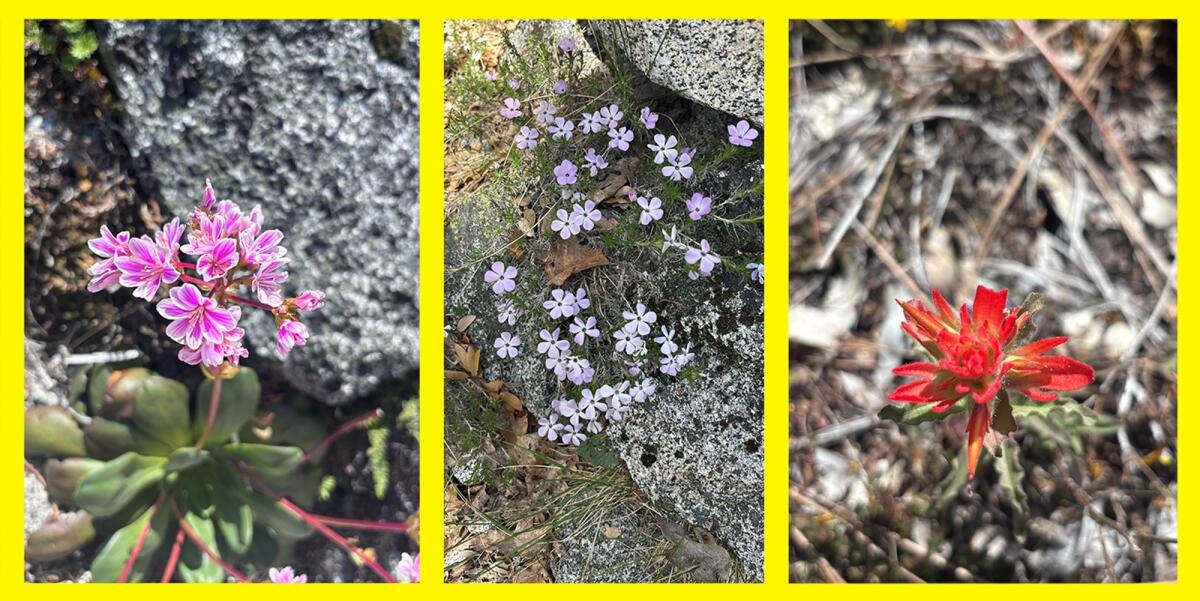 Various flowers growing along trail.