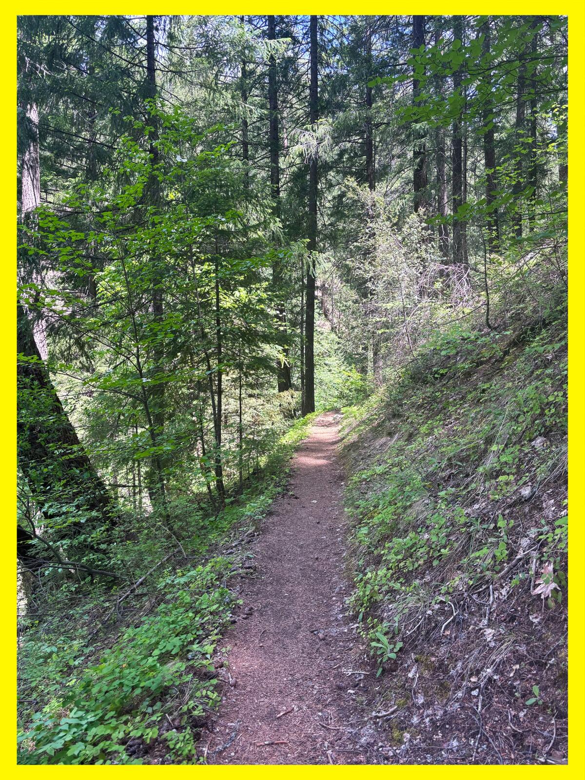 Dirt trail through wooded area.