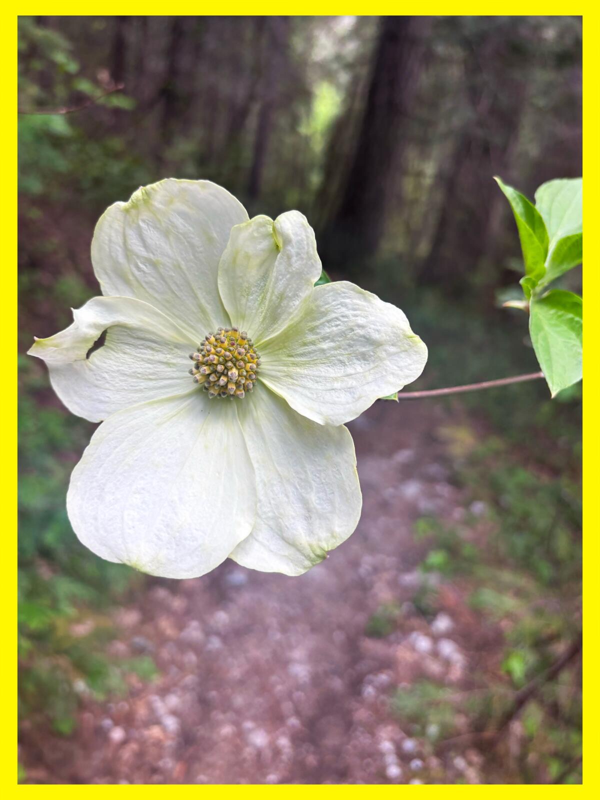 White flower bloom coming off of a dogwood tree across the path.