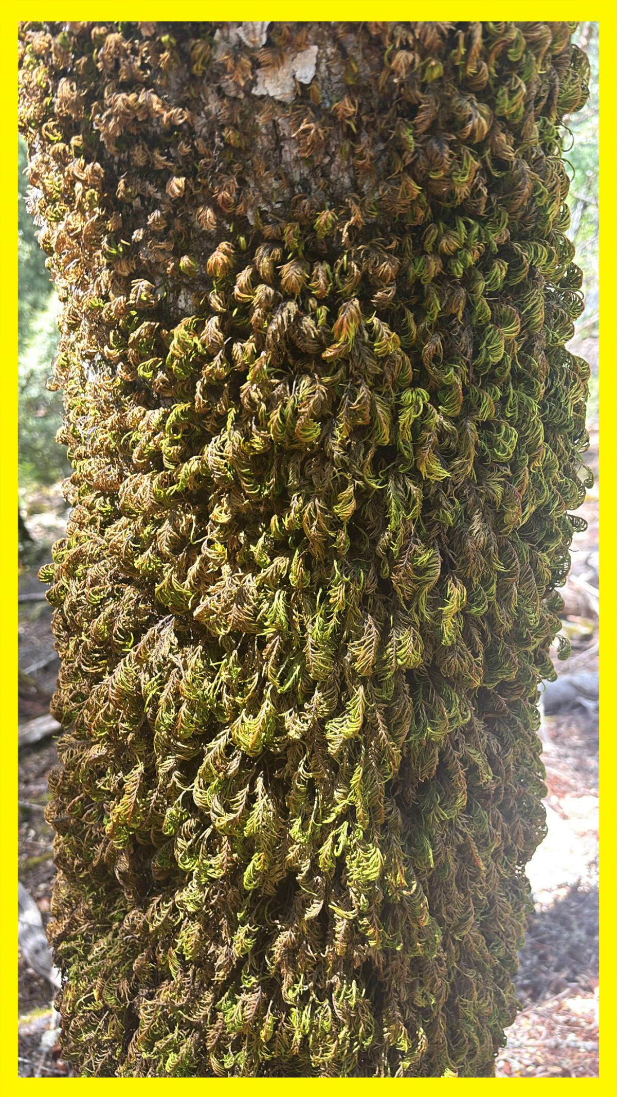 Dendroalsia moss growing on a tree near the Canyon Creek trail.