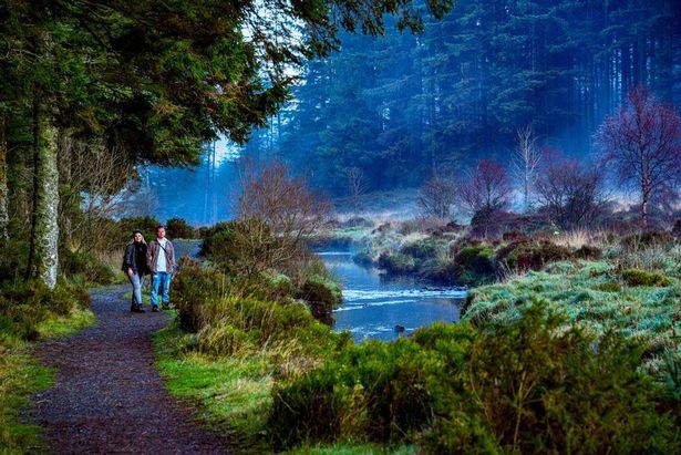Forest walk
