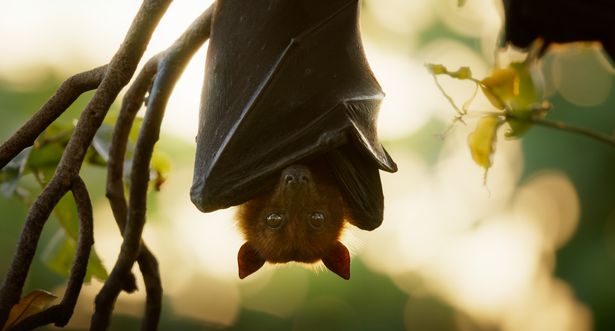 Ryan Reynolds narrates a light-hearted documentary about nature's benchwarmers - from insects to amphibians
