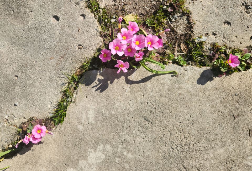 Pink wood sorrel flowers growing in cracks in a concrete pavement.