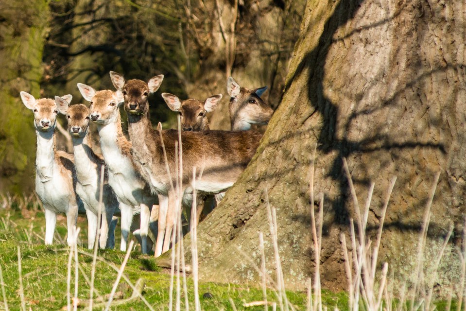 Group of fallow deer in the woods.