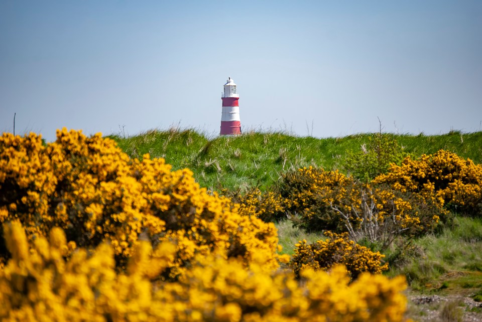 Lighthouse at Orford Ness, Suffolk, UK, seen through flowering bushes.