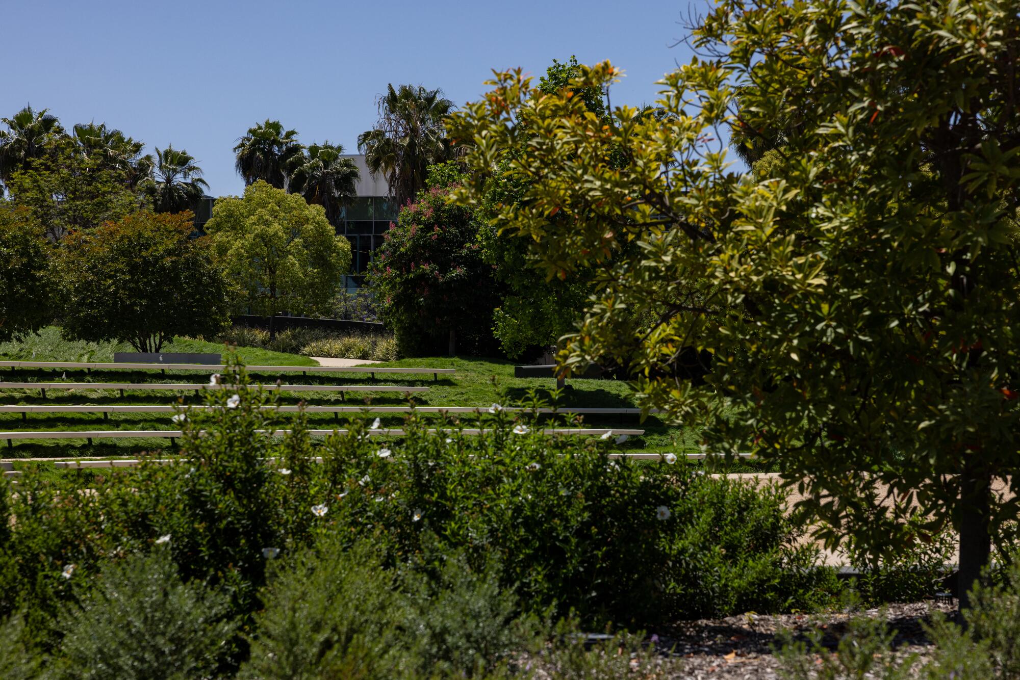 A small amphitheater tucked into the gardens at the Lucas Museum.