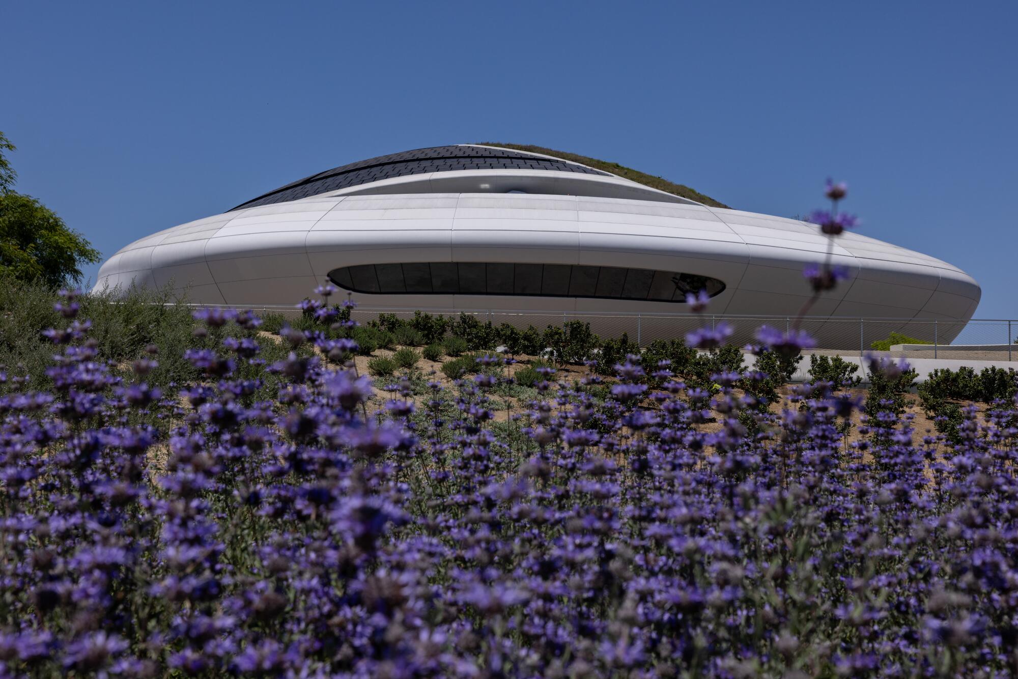 Purple flowers bloom below the Lucas Museum.