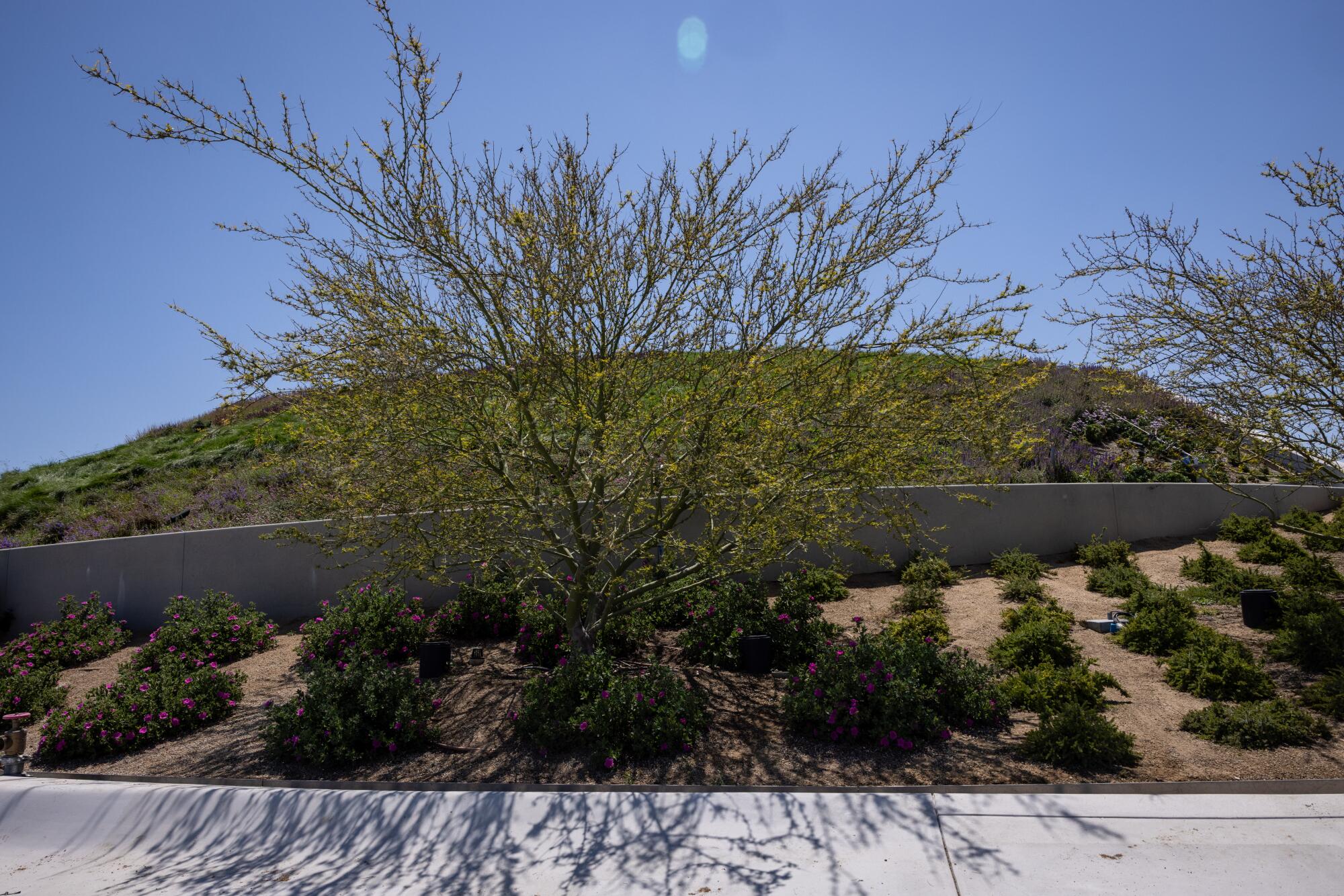 Low-water plantings at the Lucas Museum.