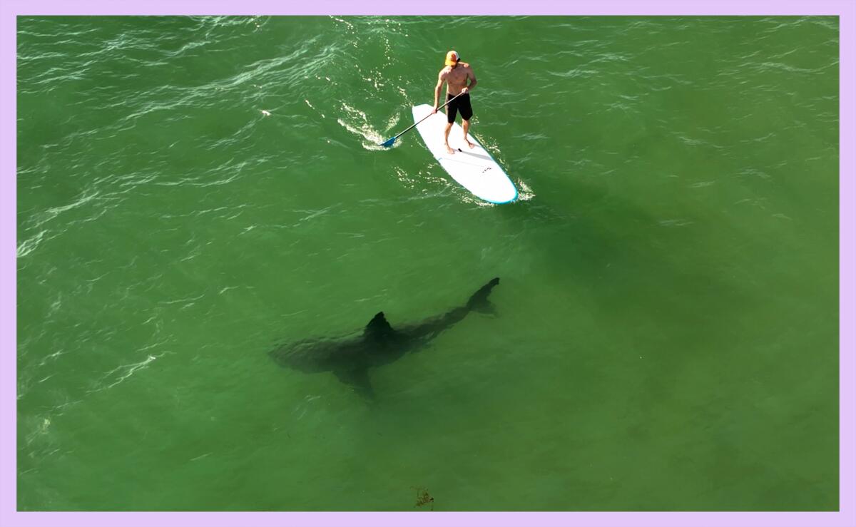 Overhead of paddleboarder paddling a few feet from a shark.