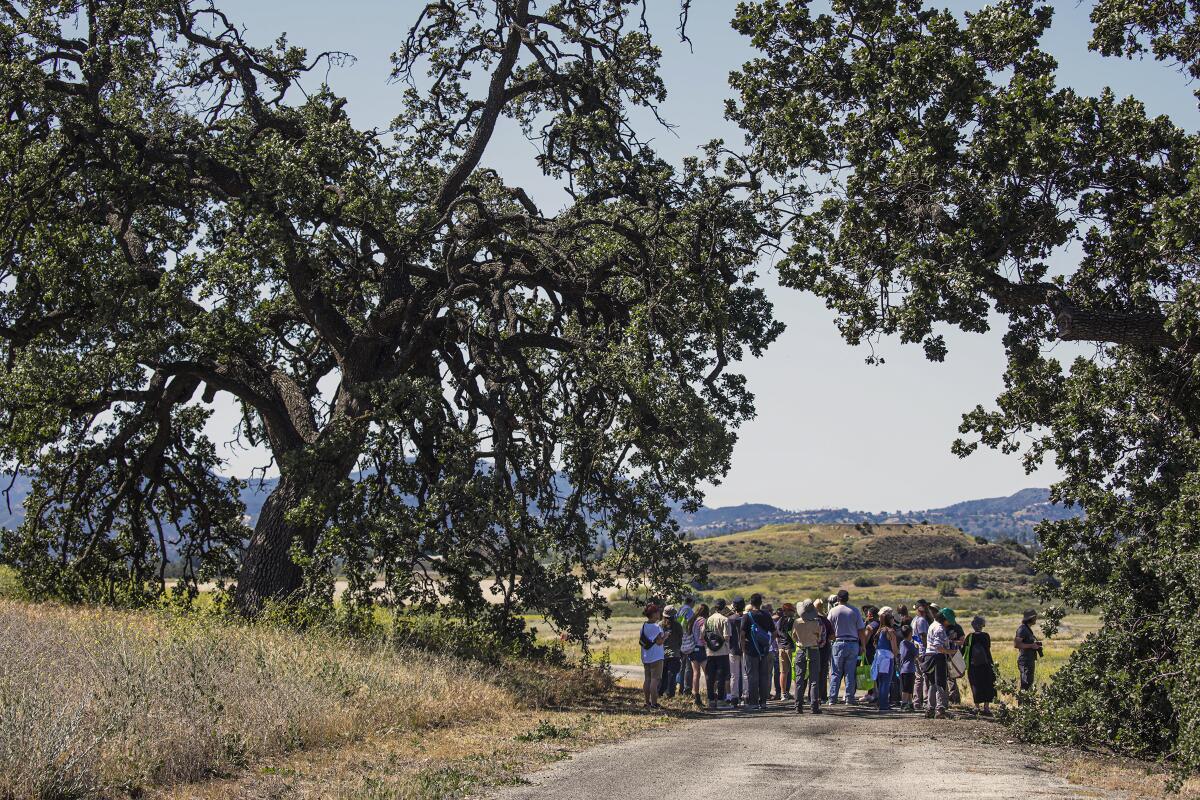 Hikers walking down path under arc of trees.
