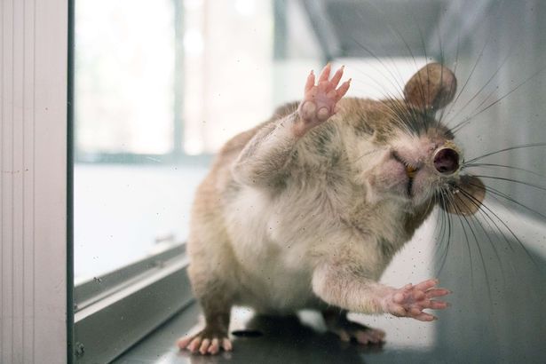 The giant rat had the couple shocked 