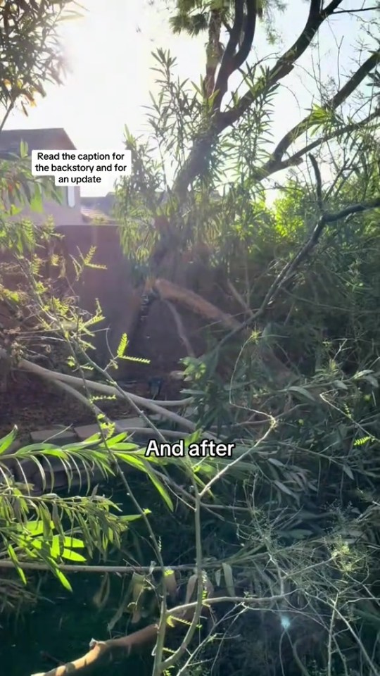 Messy garden after trees were cut down without permission.