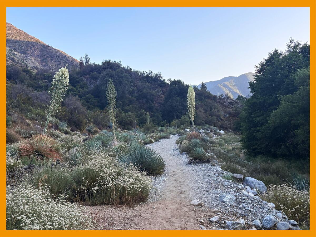 The path to the Bridge to Nowhere trail is lush and healthy near the river.