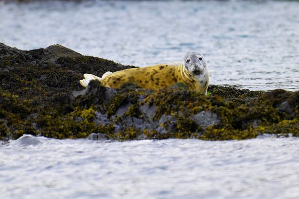The grey seal (Halichoerus grypus) is a large seal of the family Phocidae, which are commonly referred to as "true seals" or "earless seals".