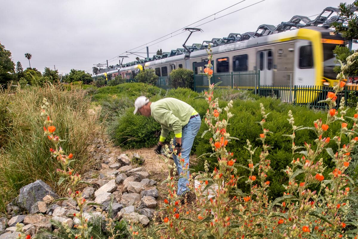 A man pulls weeds in a rocky native plant garden as a yellow Metro E train pulls to a stop behind him. 