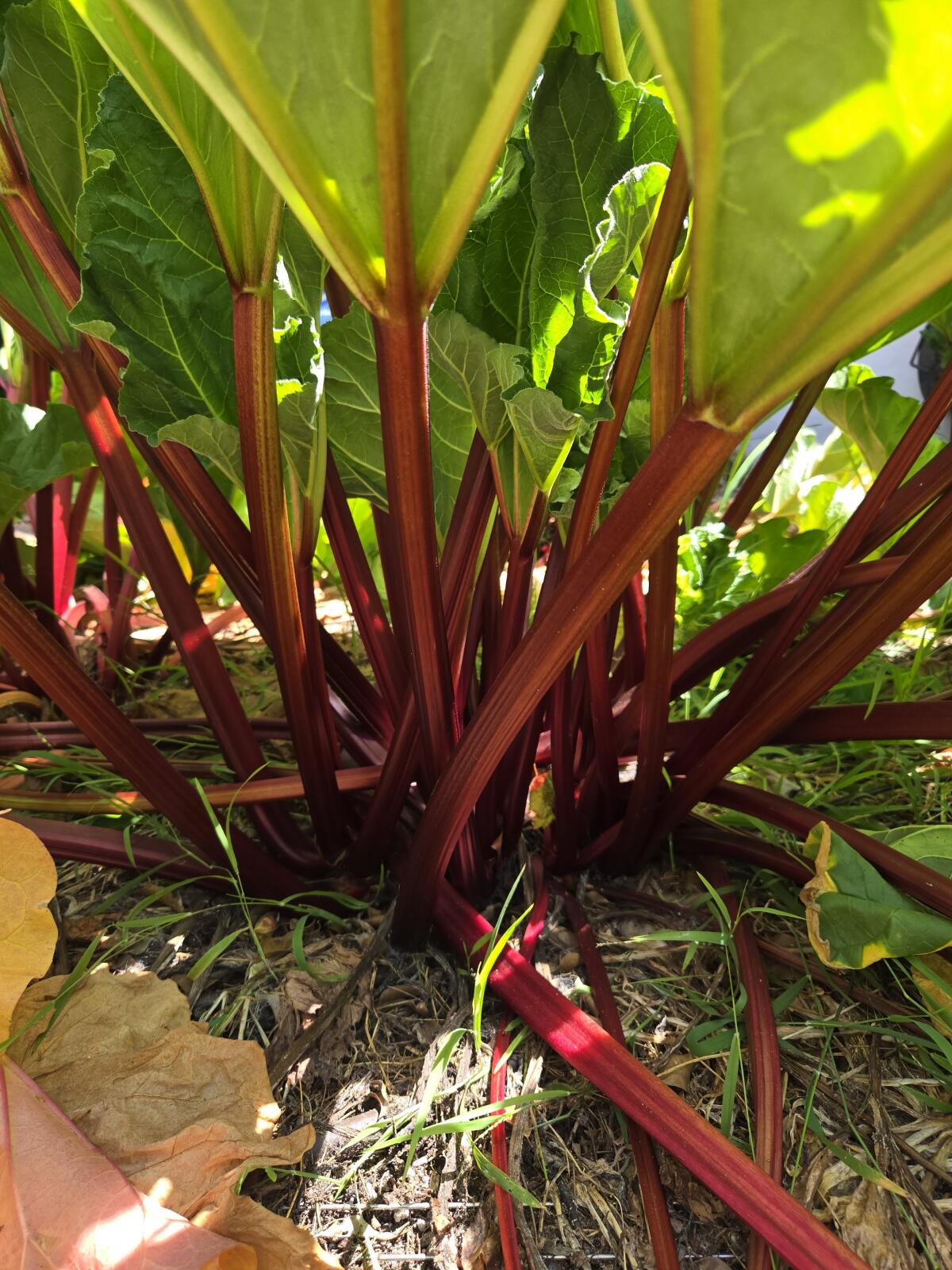 Deep red stalks of Success rhubarb shaded by broad green leaves. 